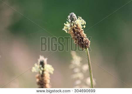 The Unusual Flower Head Of Plantago Lanceolate Also Known As Narrow Leaved Plantain. Growing Outdoor