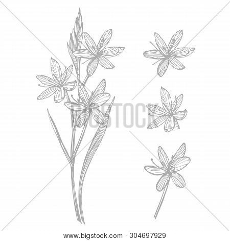 Kafir Lilies Flowers. Collection Of Hand Drawn Flowers And Plants. Botany. Set. Vintage Flowers. Bla