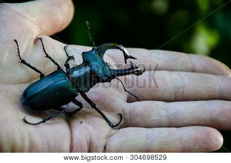 macro image of big stag beetle on my hand (Lucanus cervus) is one of the biggest beetles in Europe. 