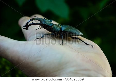 Macro Image Of Big Stag Beetle On My Hand (lucanus Cervus) Is One Of The Biggest Beetles In Europe. 