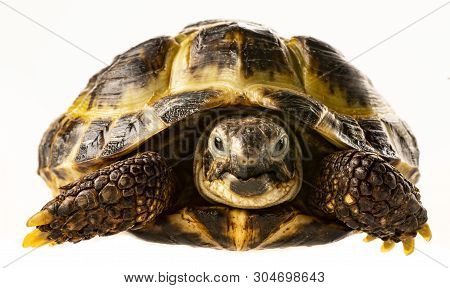 Tortoise -  Testudo Horsfieldii - Isolated On A White Background
