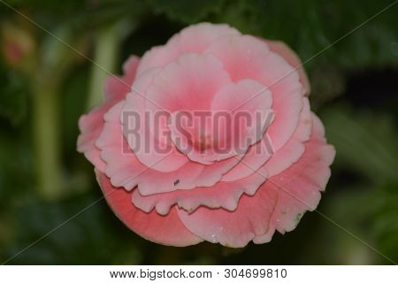 Double Begonia Rex Flower, An Exotic Plant
