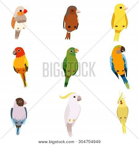 Little Birds Set, Amadin, Sparrow, Canary, Parrot, Cockatoo, Cute Home Pets Vector Illustration