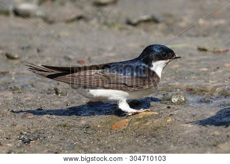 A Close Up Of A Blue And White House Martin