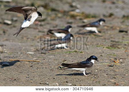 A House Martin Coming In To Land On A Mud Flat