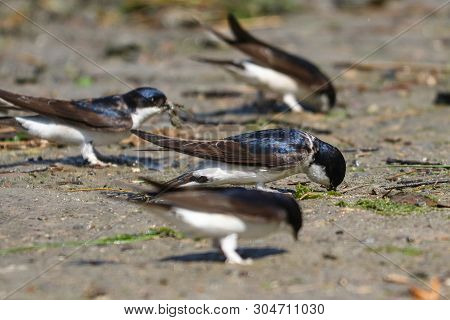 House Martins Foraging In Mud To Collect Pellets With Which They Will Construct Their Nests