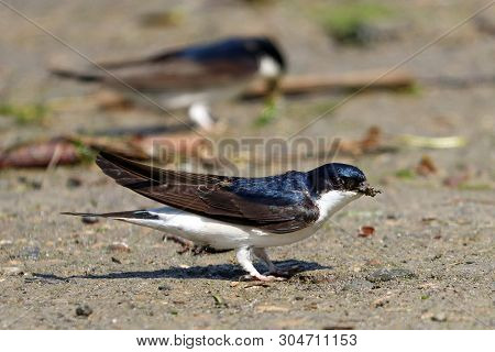 A Pair Of House Martins Collecting Mud Pellets To Build A Nest