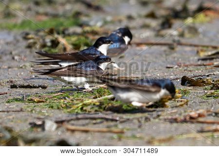 House Martins Gathered On The Ground To Collect Mud For Their Nests