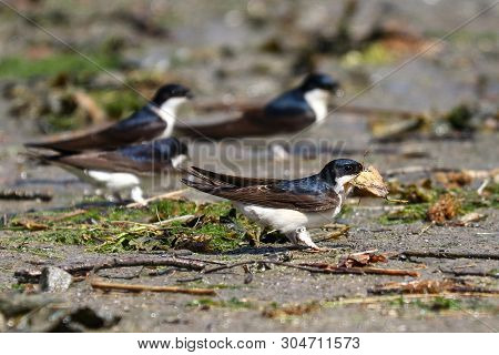 A House Martin Picking Up A Leaf To Take Back To The Nest