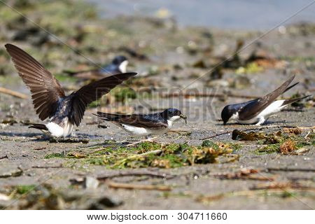 A Trio Of House Martins Collecting Mud To Build Nests