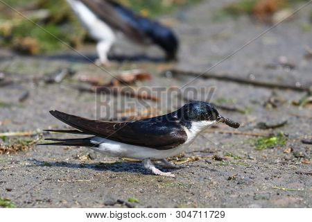 A House Martin Collecting Mud Pellets With Which It Will Construct A Nest