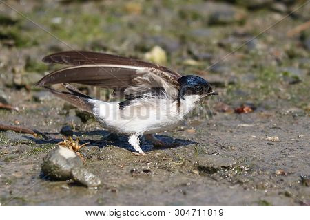 A House Martin Landing On A Mud Flat With Wings Raised