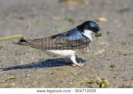 A House Martin Collecting Small Pellets Of Mud