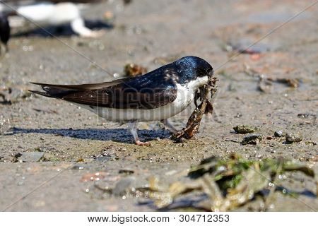 A House Martin Collecting Seaweed For Its Nest