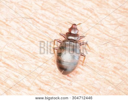 3d rendered illustration of a bed bug