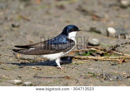 A Blue And White House Martin, A Member Of The Swallow Family