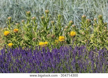 The Flourishing Lavender And Yellow Star-thistle Flowers