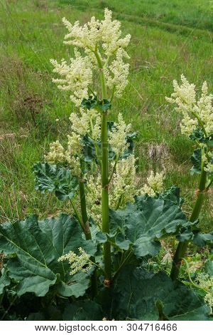 Leaves And Arrows Of Rhubarb Flowers Growing In The Garden.