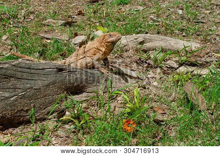Iguana Among The Roots Of Trees, In The Archaeological Area Of Chichen Itza, On The Yucatan Peninsul