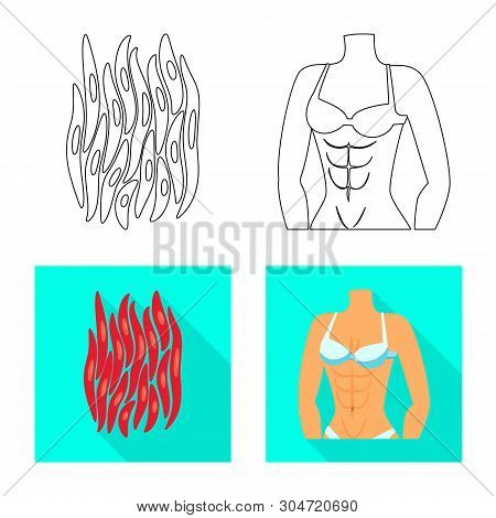 Vector Design Of Fiber And Muscular Icon. Set Of Fiber And Body  Vector Icon For Stock.