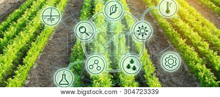 Growing Organic Vegetables With New Technologies. Development Of Innovation And Research. Investing 