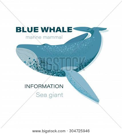 Blue Whale. Marine Mammal.  Emblem. Design For Textiles, Thematic Site, Diving Club And Spearfishing