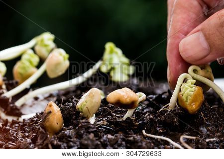 People Hands Watering Young Plants Seeding Growing On Fertile Soil For Agriculture In Garden. Concep