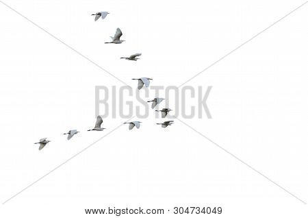 Flock Of White Herons Flying In V-formation. Birds In Flight. Isolated On White Background. Blurred 