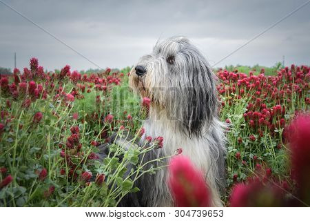Portrait Of Bearded Collie, Who Is Watching On Birds On The Sky