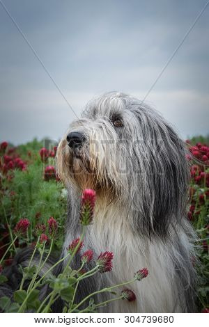 Portrait Of Bearded Collie, Who Is Watching On Birds On The Sky