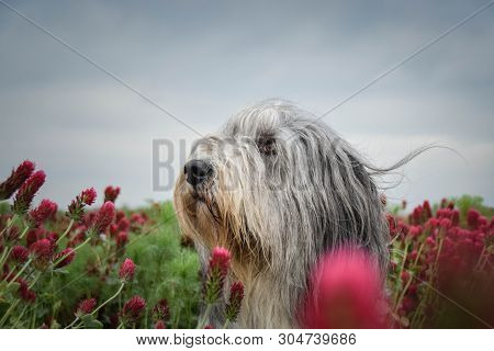 Portrait Of Bearded Collie, Who Is Hidding In Tall Shamrock