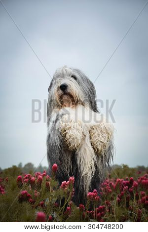 Portrait Of Bearded Collie, Who Is Dancing In Tall Shamrock