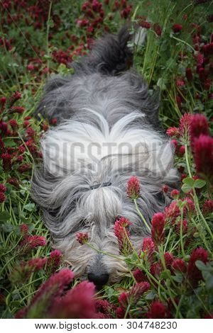 Portrait Of Bearded Collie, Who Is Lying In Pink Shamrock And Looks Like Longwoolles Blacket.