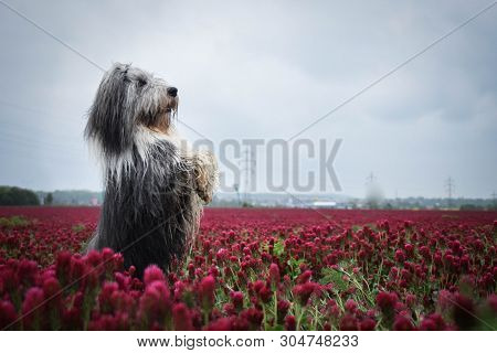 Portrait Of Bearded Collie, Who Is Dancing In Tall Shamrock