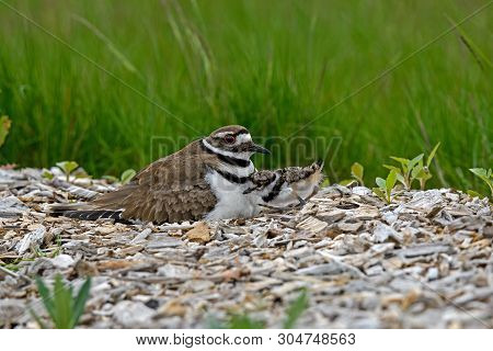 Killdeer Or Charadrius Vociferus On Nest With Young On A Cloudy Cold Day. It Is A Large Plover Found