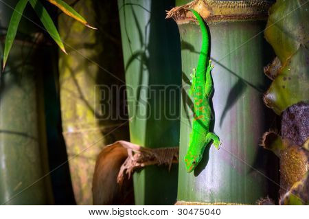 Le gecko diurne de poussière d'or sur le bambou. Il vit dans le nord de Madagascar, île de la réunion et sur les Comores