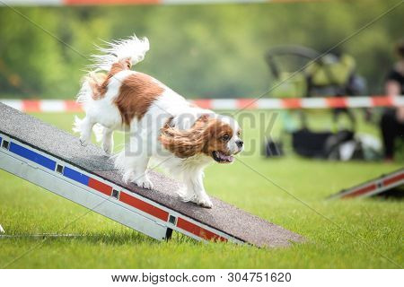 Dog, King Charles Spaniel In Agility In Zone Dog, Amazing Day On Czech Agility Competition.