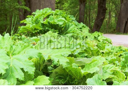 Cow Parsnip On The Side Of The Road, Thickets Of Cow Parsnip