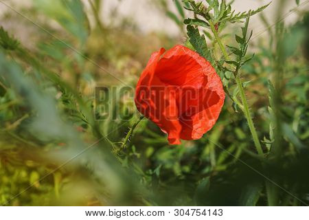 Poppy Flower Or Papaver Poppy On Sunny Light Background. Selective Focus. Nature.