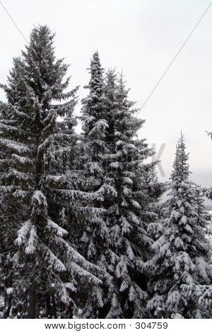 Forêt de givre