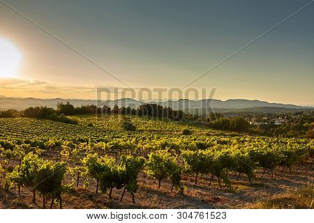 Vineyard At Sunset. A Plantation Of Grapevines. Hilly Mediterranean Landscape, South France, Europe