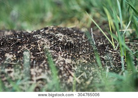 Anthill Into The Earth Among Soil And Green Plants