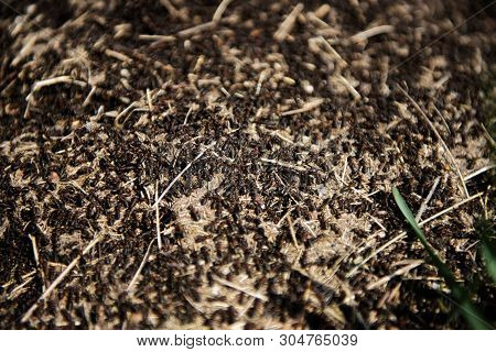 Anthill Into The Earth Among Soil And Green Plants