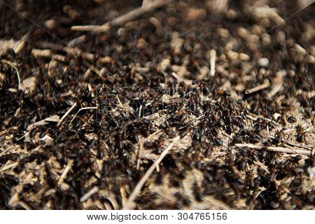Anthill Into The Earth Among Soil And Green Plants