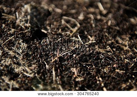 Anthill Into The Earth Among Soil And Green Plants