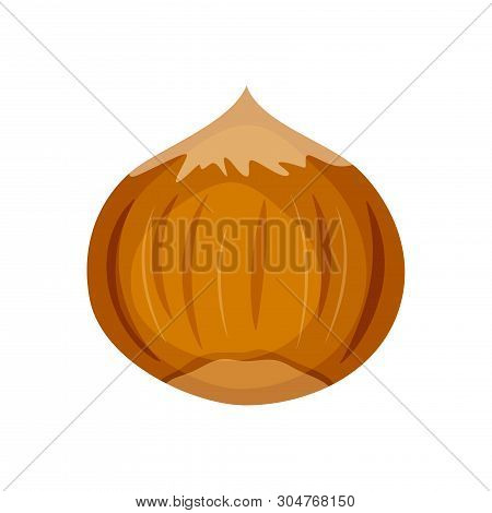 Hazelnut Vector Illustration Isolated On White Background. Nuts Illustration