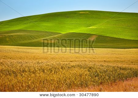 Maturo giallo verde grano campi Palouse stato di Washington