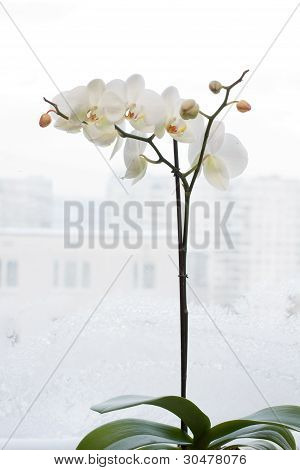 ดอกกล้วยไม้สีขาวกับกระจกกับหนาว Frostwork