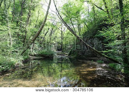 Wild Forest Panorama With Many Lush Trees And A Small Stream With Clear Water