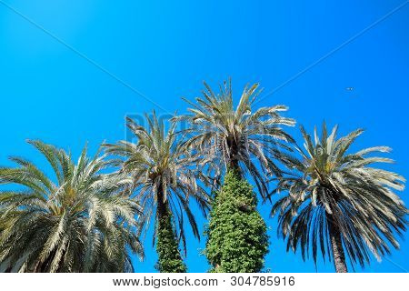 Phoenix Canariensis Natural Background With Phoenix Canariensis, Canarian Date Palm